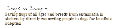  Dogs in Danger  
 Saving dogs of all ages and breeds from euthanasia in  
 shelters by directly connecting people to dogs for imediate
 adoption 